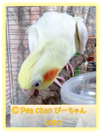 Chez Le Cockatiel Pea Chan Au Japon Blog オカメインコ