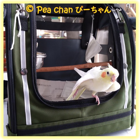 オカメインコのぴーちゃん 第25話 ぴーちゃんのリュック Blog オカメインコ Chez Le Cockatiel Pea Chan Au Japon