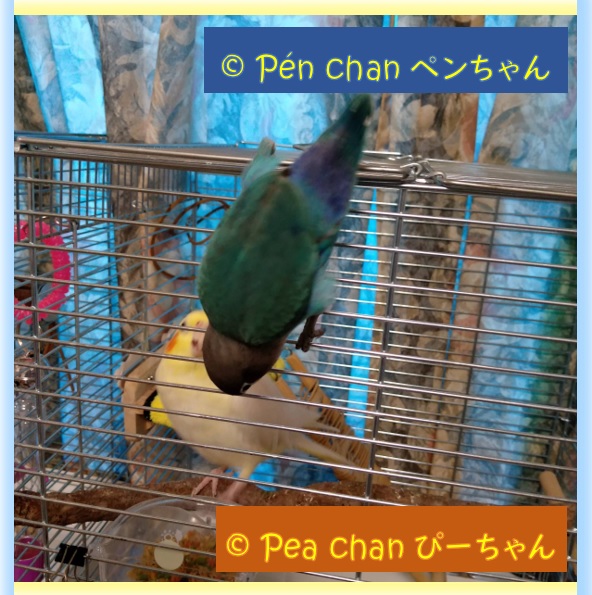 Chez Le Cockatiel Pea Chan Au Japon Blog オカメインコ ボタンインコ