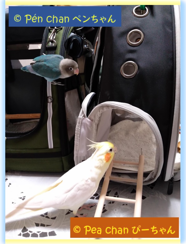 Chez Le Cockatiel Pea Chan Au Japon Blog オカメインコ ボタンインコ