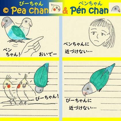 オカメインコのぴーちゃん＆ボタンインコのペンちゃん　片思い