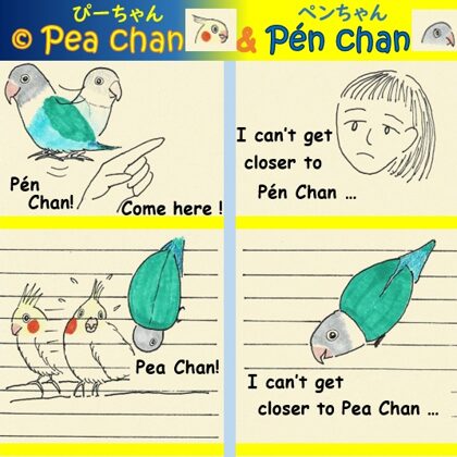 Cockatiel Pea Chan and lovebird Pen Chan - Unrequited love