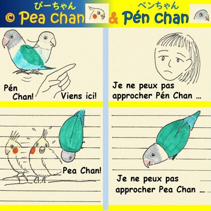 la perruche Pea Chan and l'oiseau inséparable Pén Chan -  l'amour non partagé