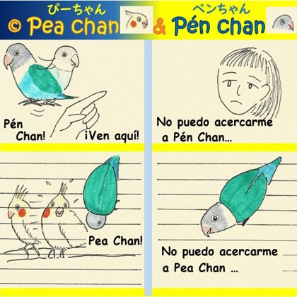 la cacatúa Pea Chan y el pájaro inseparable Pén Chan - el amor no correspondido