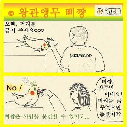 왕관앵무 삐쨩
