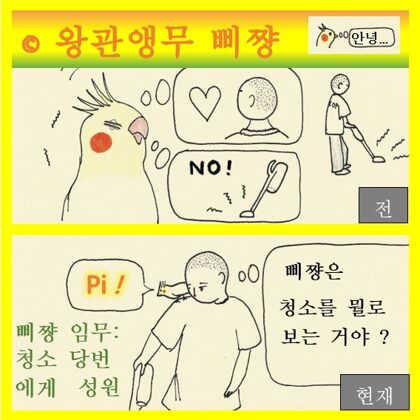 왕관앵무 삐쨩  청소