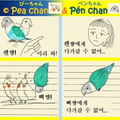 왕관앵무 삐쨩 하고 잉꼬 펜쟝 - 짝사랑