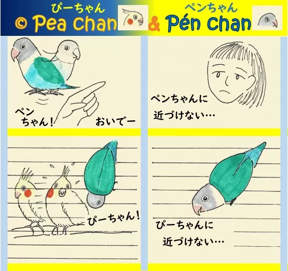 オカメインコのぴーちゃん＆ボタンインコのペンちゃん　片思い