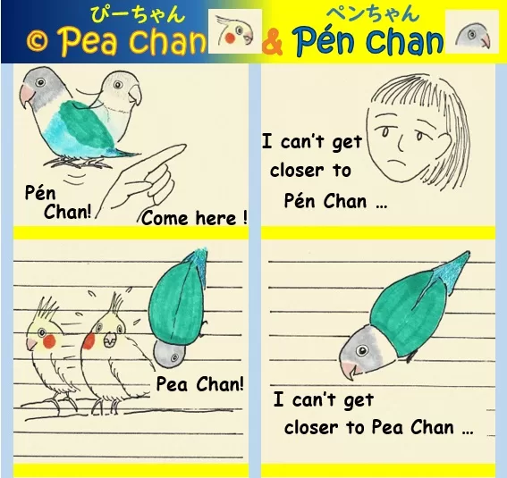 Cockatiel Pea Chan and lovebird Pen Chan - Unrequited love