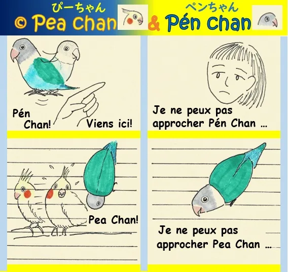 la perruche Pea Chan and l'oiseau inséparable Pén Chan -  l'amour non partagé