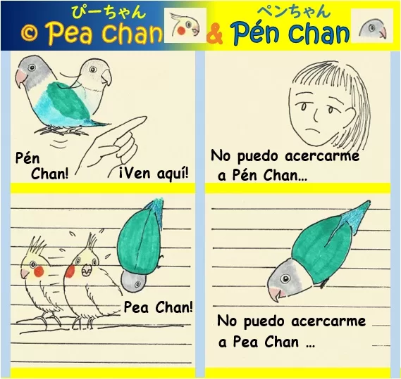 la cacatúa Pea Chan y el pájaro inseparable Pén Chan - el amor no correspondido
