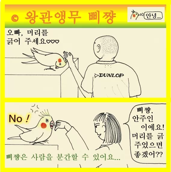 왕관앵무 삐쨩