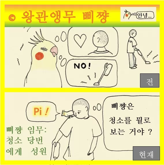 왕관앵무 삐쨩  청소