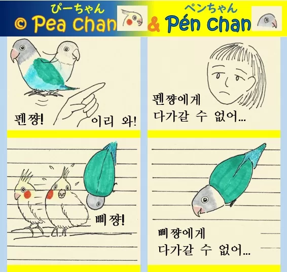 왕관앵무 삐쨩 하고 잉꼬 펜쟝 - 짝사랑